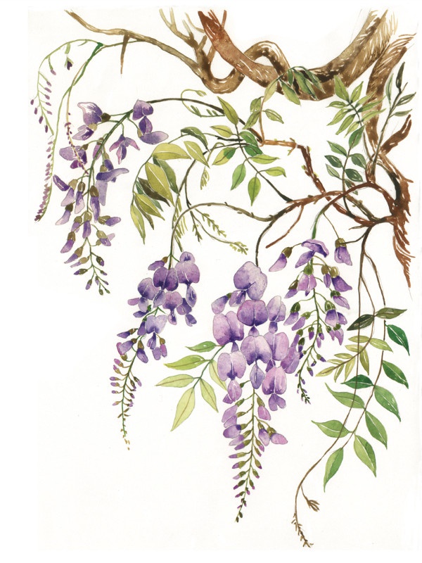 illustration lucile prache wisterias.jpg - Lucile PRACHE | Virginie